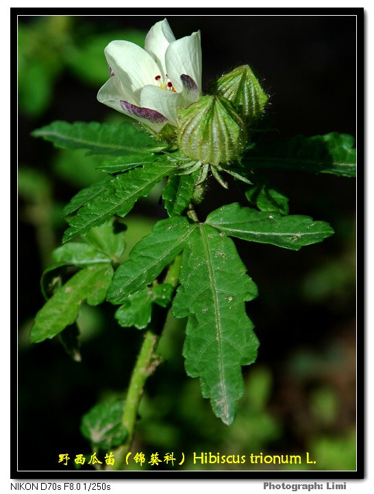 野西瓜苗 hibiscus trionum linn. (1).jpg