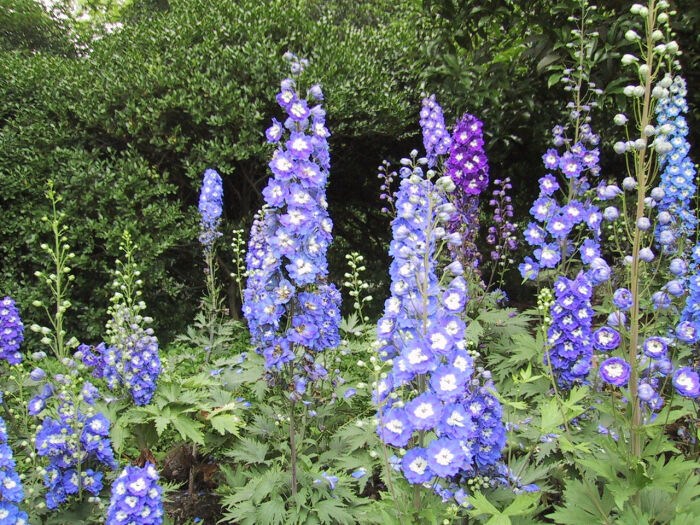 飞燕草.【学名】delphinium ajacis l.