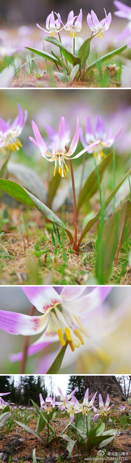 西伯利亚猪牙花,百合科,猪牙花属.