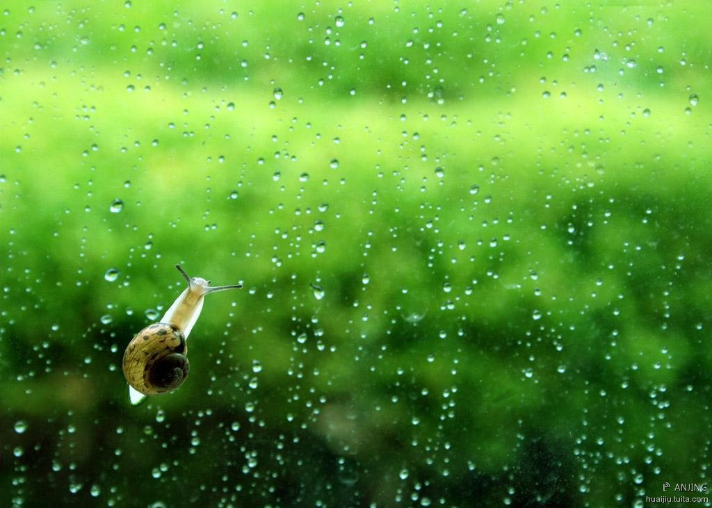 雨天的小蜗牛