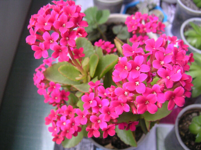 花的种类_长寿花.jpg_zimopiaoxu的百度空
