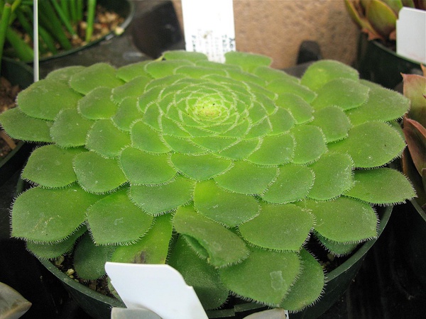 景天科莲花掌属【明镜】aeonium tabuliforme