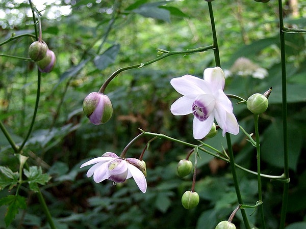 莲花升麻 anemonopsis macrophylla