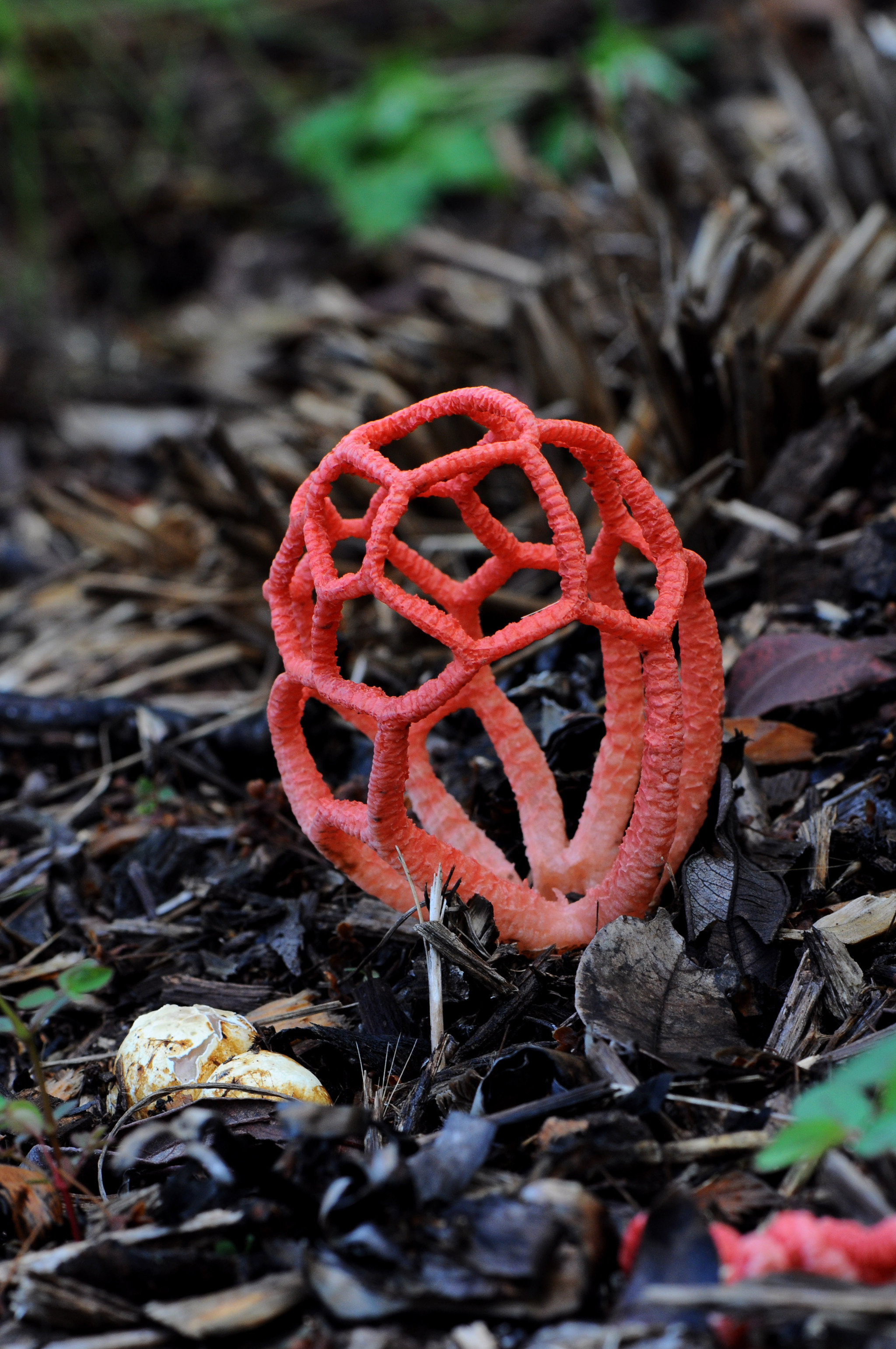 红笼头菌 学名:clathrus rubber