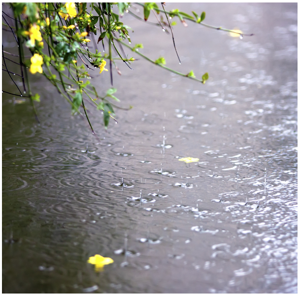 花自飘零水自流