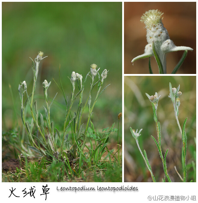 火绒草生于山间草坡,在松山,大海坨山700_718