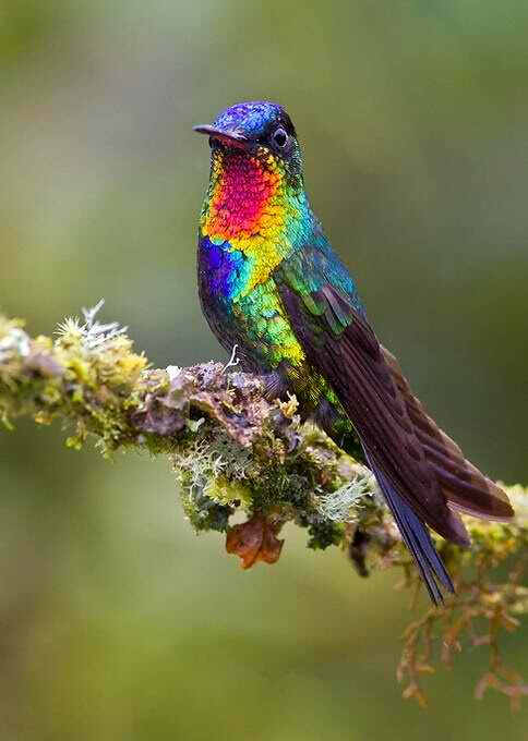 这鸟是从彩虹里飞过沾到的颜色么