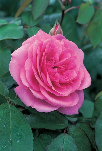 格特鲁德杰基尔 gertrude jekyll (ausbord)