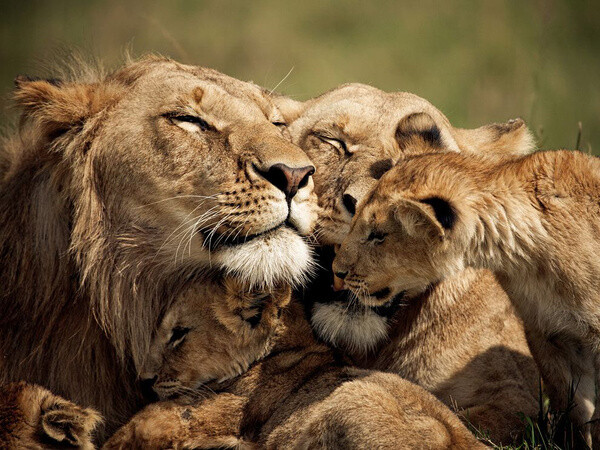 狮子和幼崽,肯尼亚:狮子一家享受它们的温馨时光.摄影:brandon harris