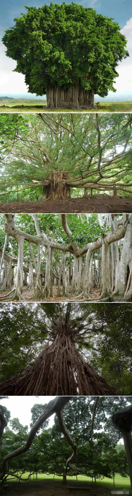 这要数孟加拉的一种榕树,它的树冠可以覆盖十五亩左右的土地,有一个半