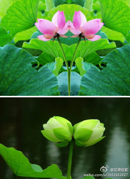 并蒂莲花语:夫妻同心;兄弟情同手足!同心,同根,同福,同生!