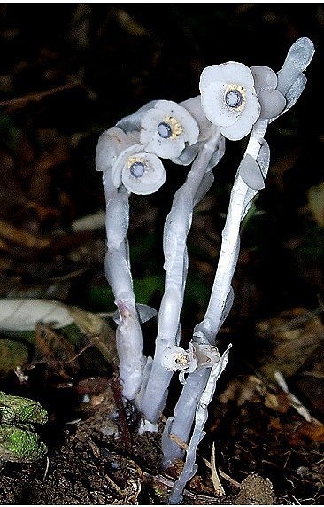 植物名称:水晶兰