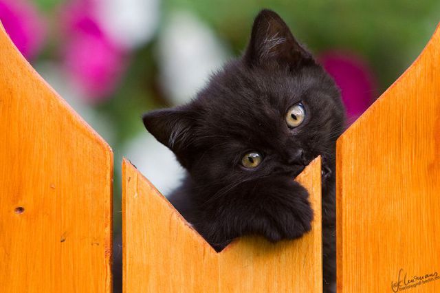 小黑猫 