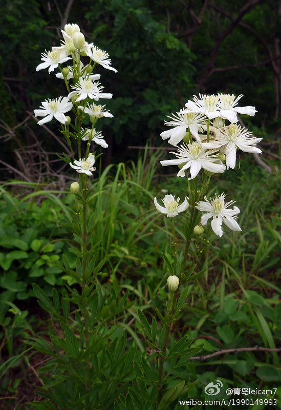 tchefouensis,毛茛科铁线莲属多年生草本.别名铁扫帚,黑老婆秧.