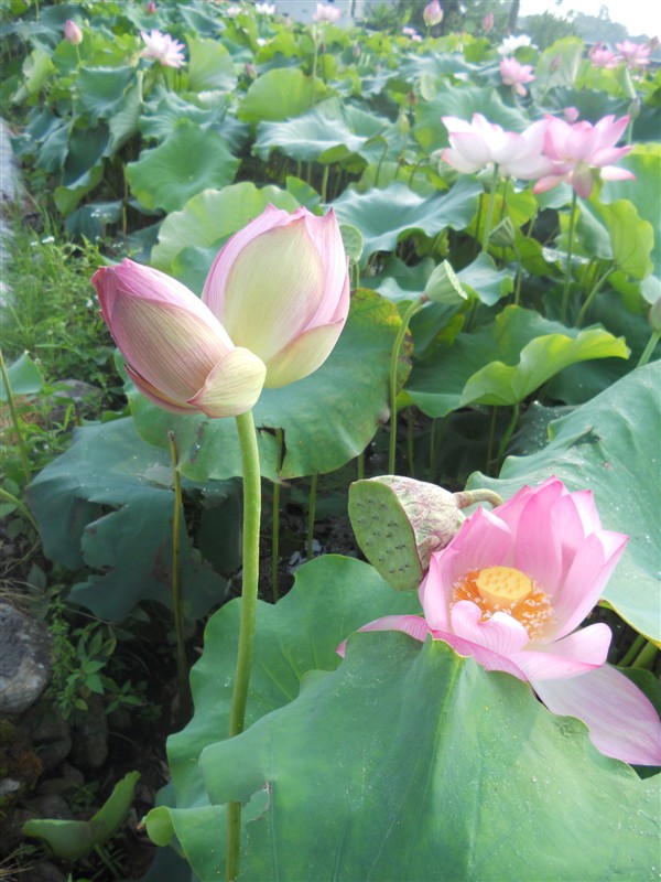 并蒂莲 