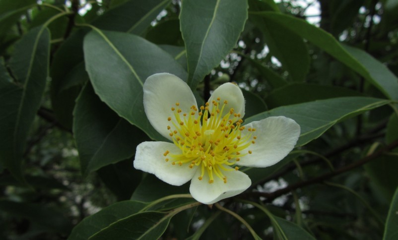 木荷是茶科(theaceae)荷树属常绿乔木.又名荷树.属山茶科,木荷属.