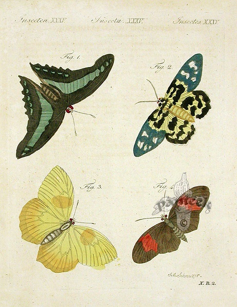 papilio