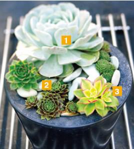 1. 丽腊希娜 景天科石莲花属(echeveria spp.) 2.