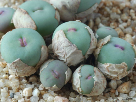 科肉锥花属,学名:conophytum vanzyllii pofader ,肉迷爱称:小红嘴