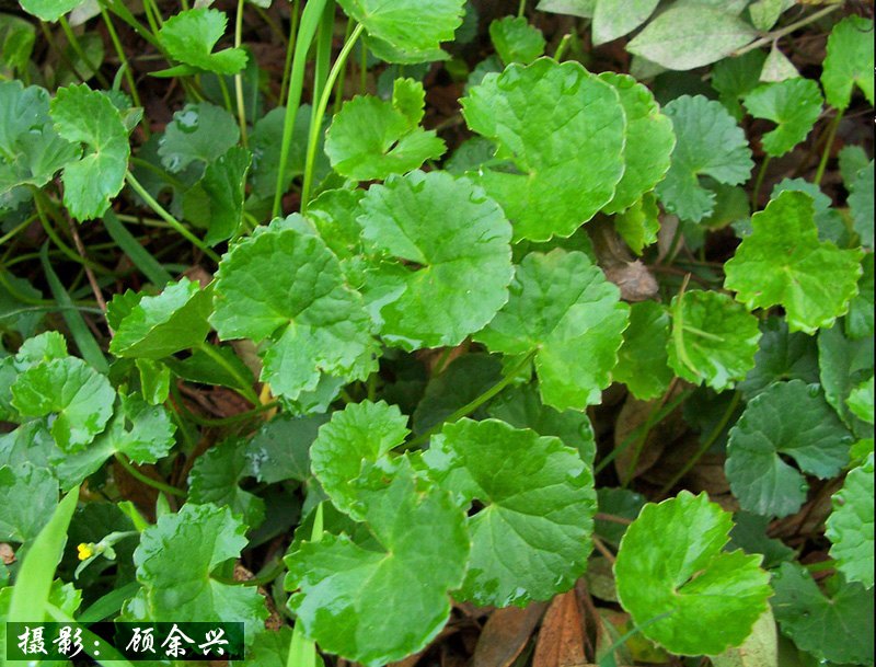 生于阴湿荒地,村旁,路边,水沟边.茎伏地,节上生根.