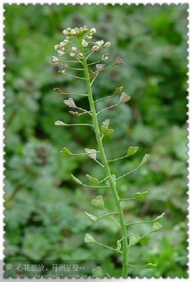 荠菜为十字花科植物,荠菜根白色.茎直立,单一或基部分枝.