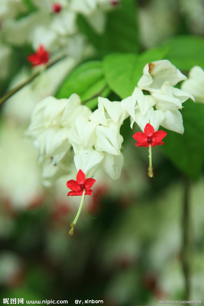 龙吐珠摄影图_海南热带雨林植物_花草_生