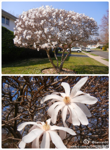 皱叶木兰 别名;:日本辛夷(中国树木志) 学名:magnolia praecocissima