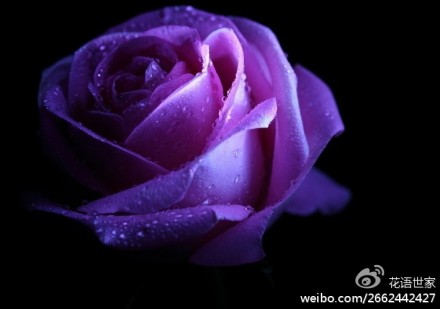 紫玫瑰 爱情的守护者