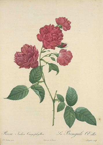 花的画师:皮埃尔-约瑟夫·雷杜德 pierre-joseph redoute