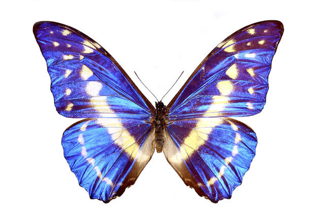 哥伦比亚国蝶--塞浦路斯闪蝶