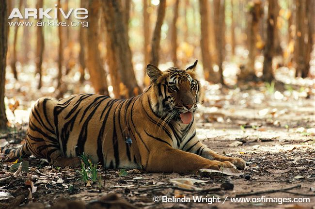 bengal tiger