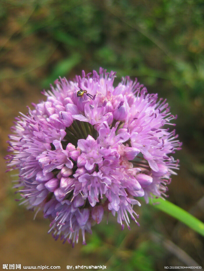 野韭菜花