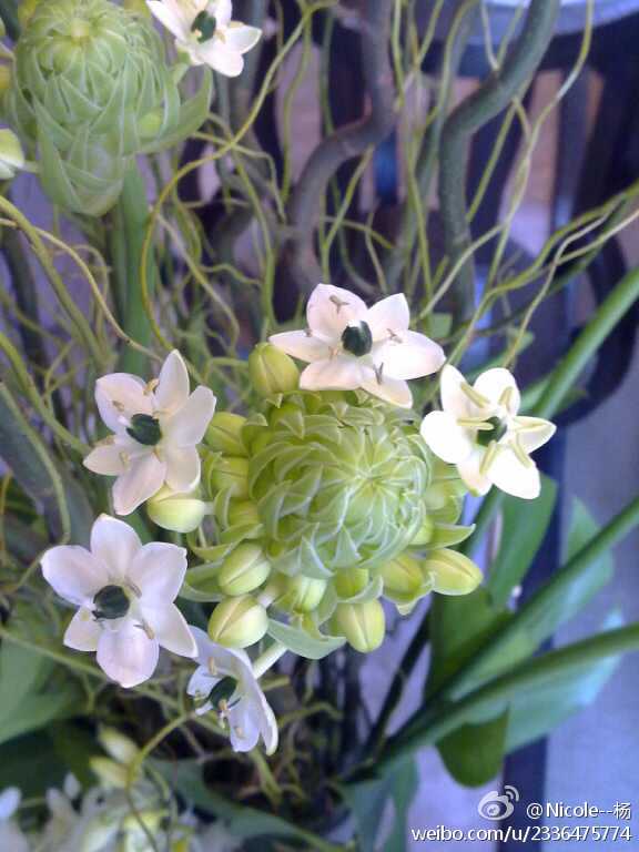 白花虎眼万年青ornithogalum arabicum