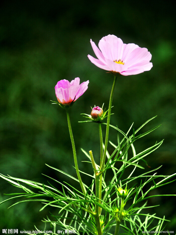 波斯菊 