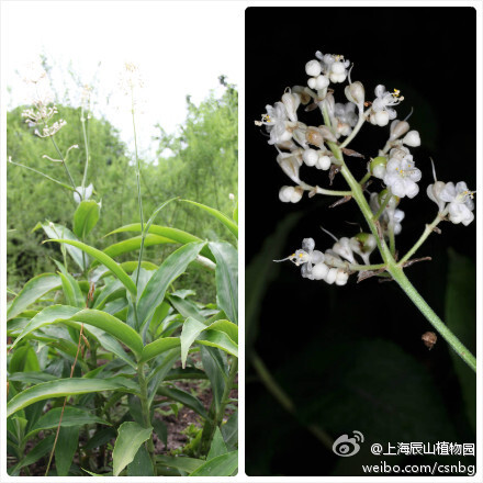 药用植物园中的长花枝杜若(pollia secundiflora)