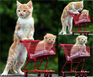 猫妈妈和猫宝宝,萌翻了