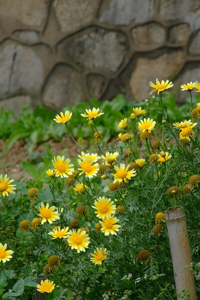 茼蒿菊,叶子是茼蒿,花是菊,简称茼蒿菊.