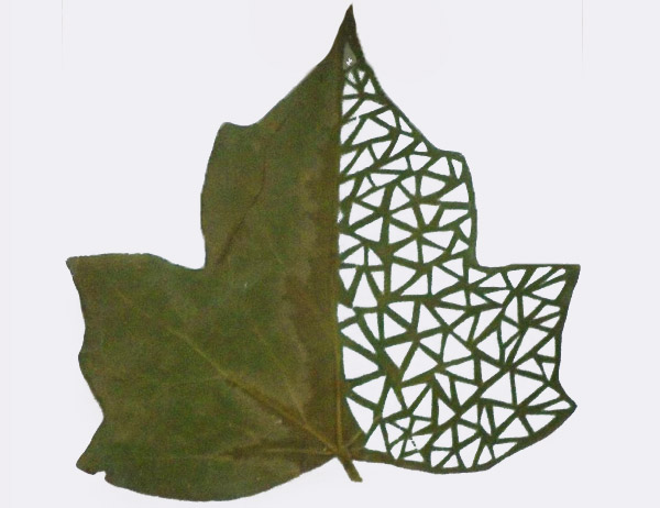 leaf