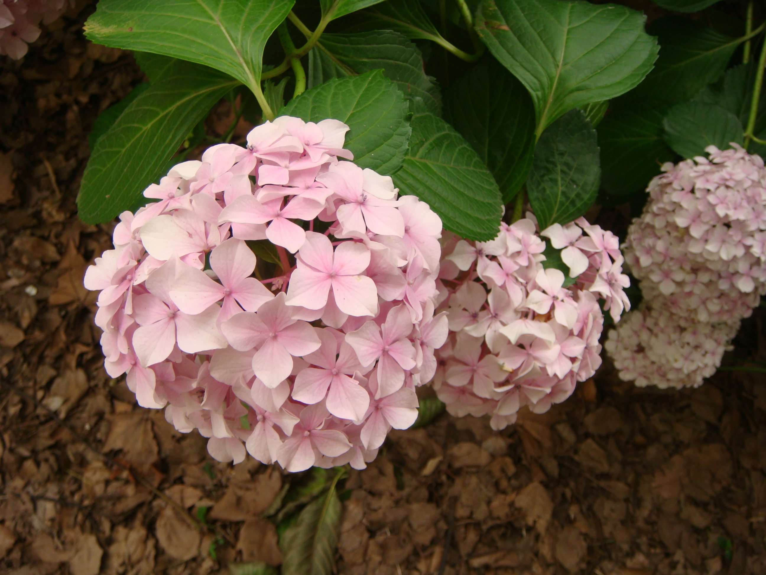 八仙花又名绣球,紫阳花,为虎耳草科八仙花属植物.