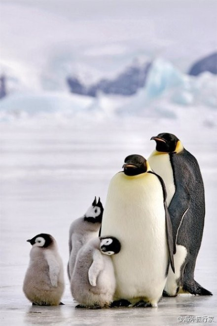 海外旅行家:企鹅爸妈是来装范儿的,企鹅宝宝,专职卖萌!