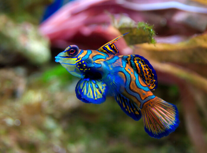 mandarin fish(鸳鸯鱼,中文俗称五彩青蛙和绿麒麟)