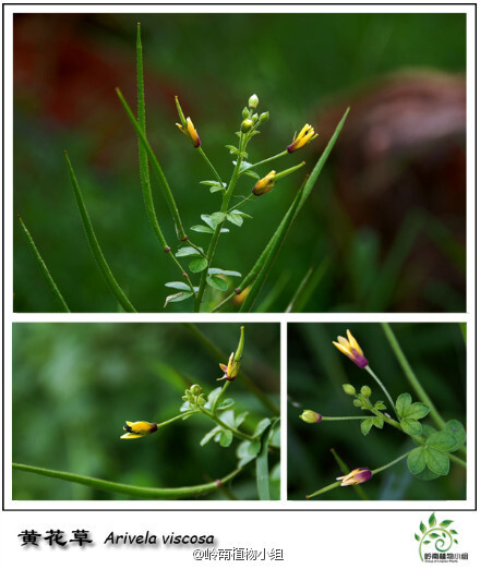 黄花草(arivela viscosa)白花菜科黄花草属 .