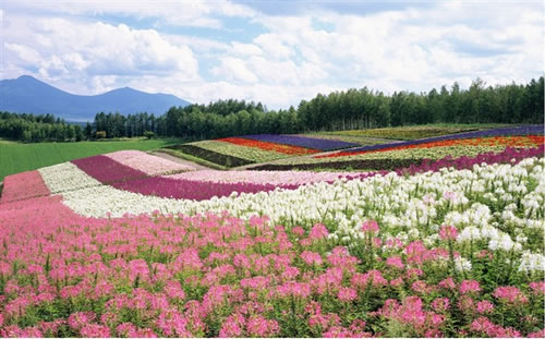 北海道花海 当开始嗅到夏季的味道,好想复习那曾经的微笑,远处斑驳已