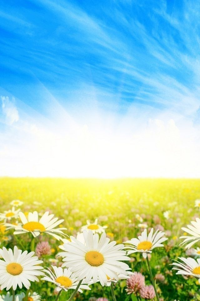天空.花. 壁纸.
