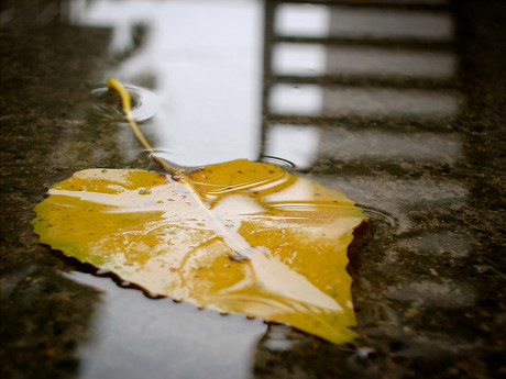 雨后落叶