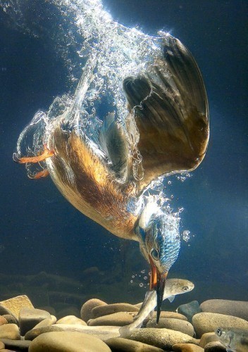 摄影师捕捉到的翠鸟入水抓鱼的瞬间~美~