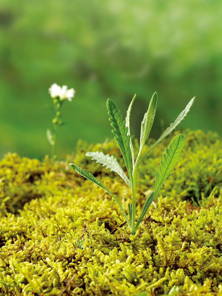 绿色植物 图片素材-花草树木-生物世界-图