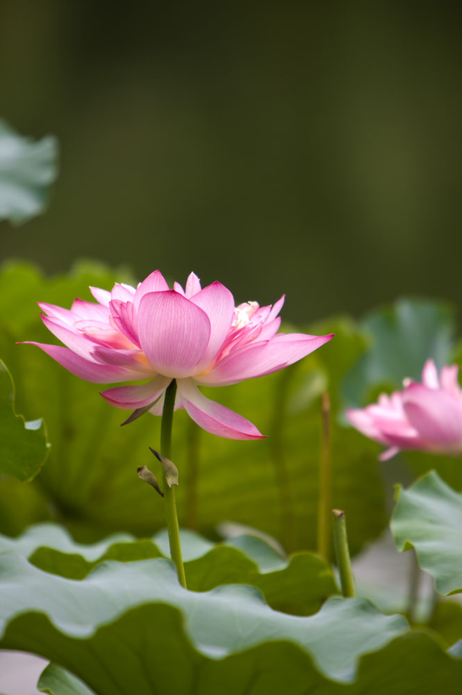 婷婷绽放的粉色荷花高清图片图片