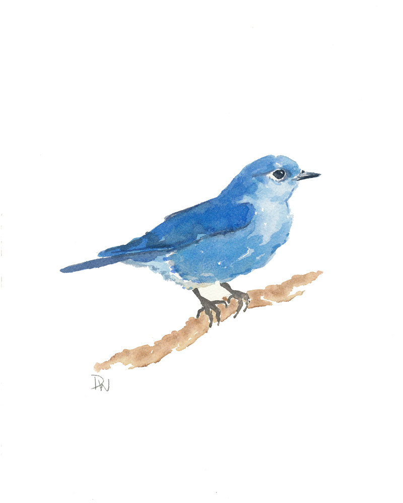 original bird watercolor - mountain bluebird, nature art, bird