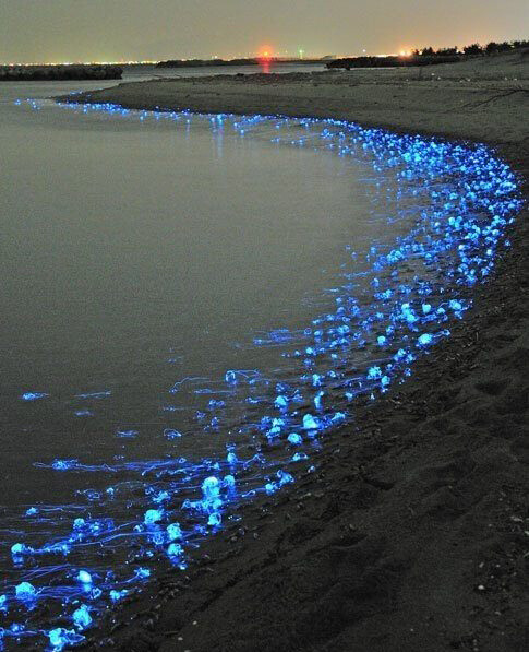 日本海岸~发光水母
